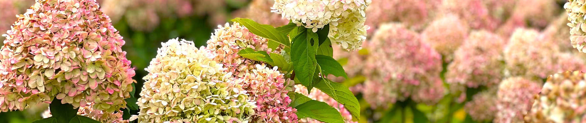 pluimhortensia